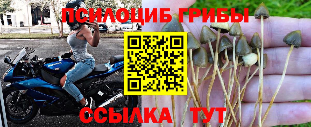 Галлюциногенные грибы Psilocybe Алейск